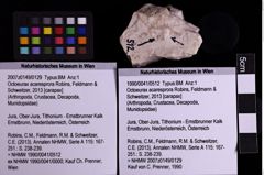 Foto (Objekt + Etiketten) von Octoeurax acaresprora (Robins, Feldmann & Schweitzer, 2013) (NHMW-GEO-1990-0041-0512)